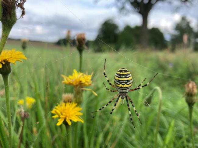 Löwenzahn und Spinne