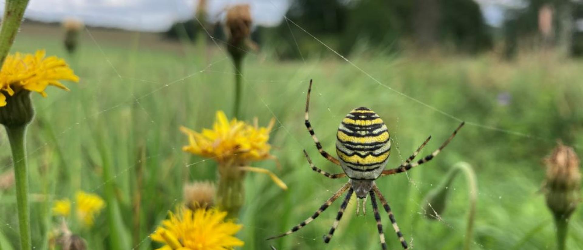 Löwenzahn und Spinne